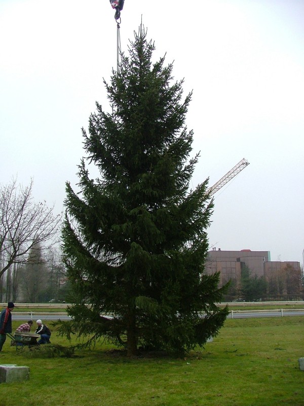 Décoration de sapin de Noël extérieur dans paysage hivernal